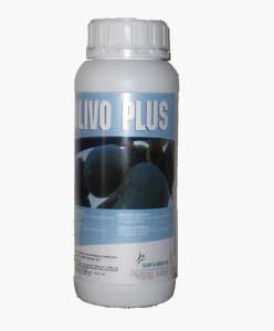 Olivo Plus